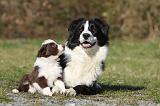 BORDER COLLIE 784